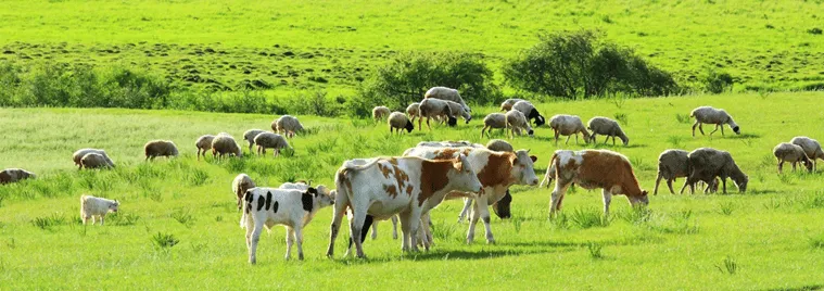 Staying a Step Ahead of Invasive Weeds in Pasture