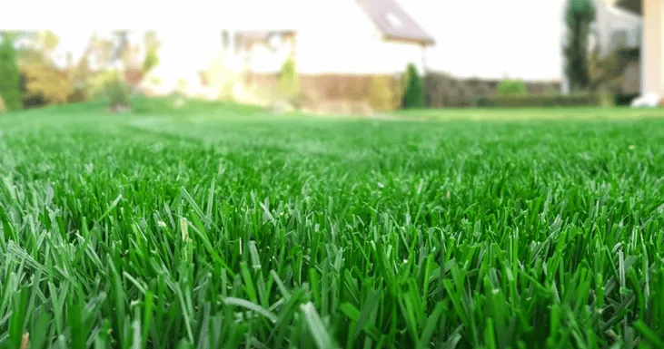 Best Weed Management Strategies for Turfgrass