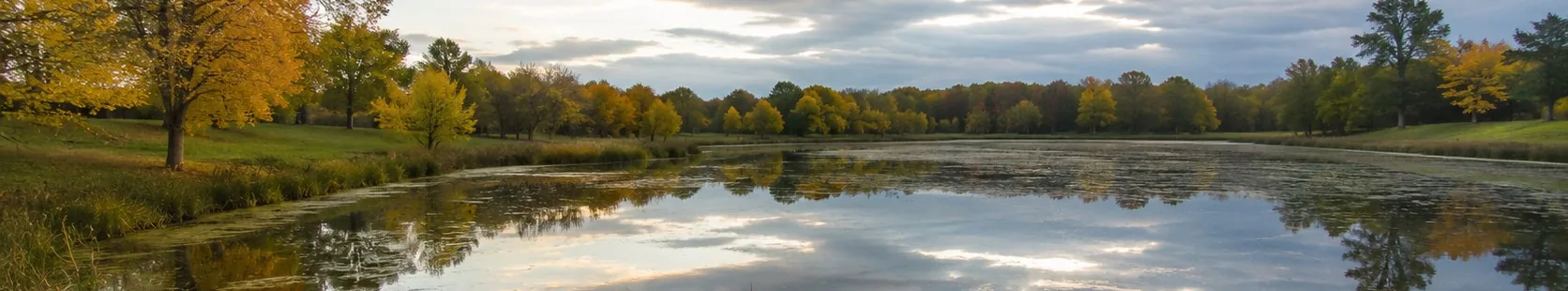 Autumn hardwoods ringing a pond with floating aquatic vegetation across the water surface at dusk