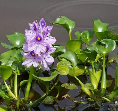 water hyacinth in a water - aquatic plant species
