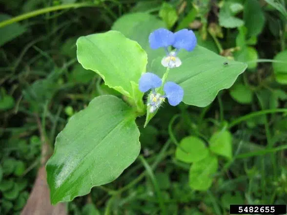 a blue weeds with leaves in a garden - weedy and invasive plants