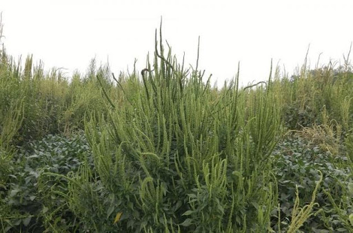 herbicide - weedy and invasive plants