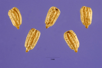 five nuts in a violet background - aquatics pest biology and ecology