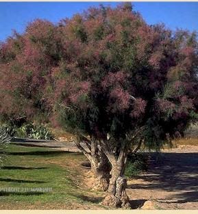 tree of saltcedar - jlb oil plus woody plant species