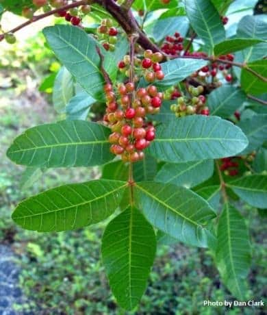 a brazilian pepper fruit - jlb oil plus woody plant species