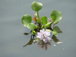 water hyacinth daughter plant - aquatics pest biology and ecology