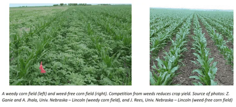 collage images of weedy corn field - sun wet surfactant weed control