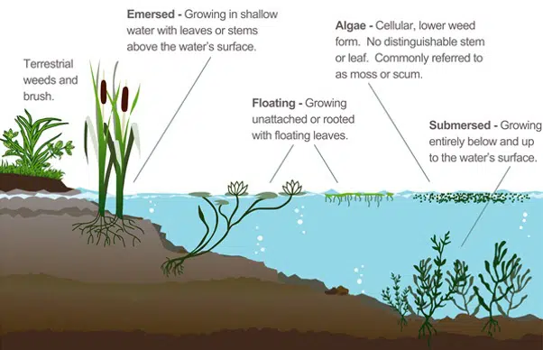 improving aquatic management for invasive aquatic plant species