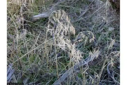 Cheatgrass (Bromus tectorium) - Forestry Understory Management