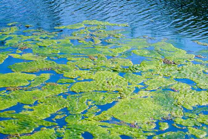 Preventing Algae Blooms from Taking Over Ponds and Lakes