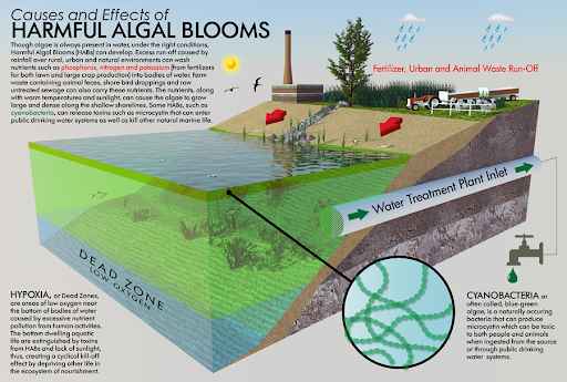 What are Some Major Factors that Cause Algae Blooms?