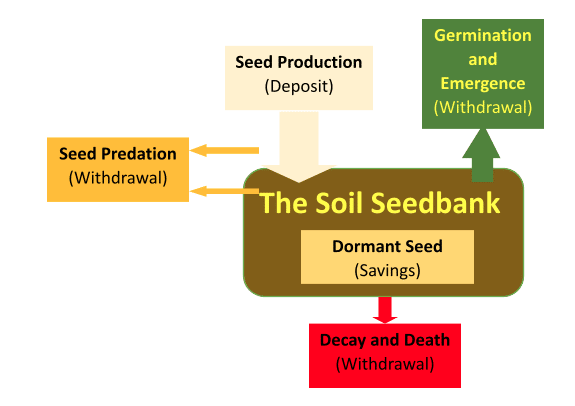 Staying a Step ahead of the Soil Seedbank