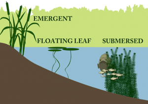 Aquatic Herbicides and Surfactants: What they are and how they are used